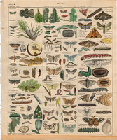 Állatok (37), litográfia 1843, állat, rovar, lepke, pillangó, farontólepke, bagolylepke, selyemlepke