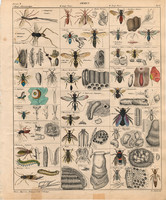 Állatok (36), litográfia 1843, állat, rovar, méh, poszméh, vöröshangya, darázs, zászlós darázs
