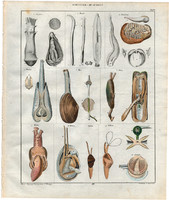Állatok (6), litográfia 1843, állat, kagyló, tenger, kéthéjú, tellina, rózsaszín kagyló, fúrókagyló