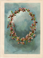 O betű, litográfia 1903, eredeti, növény, nyomat, gyógynövény, virág, színes, német, koszorú
