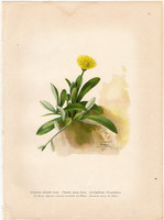 Ezüstös hölgymál, litográfia 1903, eredeti, növény, nyomat, Hieracium Pilosella, gyógynövény, virág