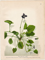 Illatos ibolya, litográfia 1903, eredeti, növény, nyomat, Viola Odorata, gyógynövény, virág