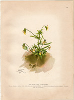 Háromszínű árvácska, litográfia 1903, eredeti, növény, nyomat, Viola Tricolor, gyógynövény, virág