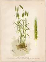 Rozs, litográfia 1903, eredeti, növény, nyomat, Secale Cereale, gyógynövény, virág