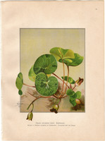 Kereklevelű kapotnyak, litográfia 1903, eredeti, növény, nyomat, Asarum Europaeum, gyógynövény