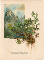 Alpesi hölgyköpeny, litográfia 1903, eredeti, növény, nyomat, Alchemilla Alpina, gyógynövény, virág