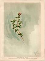 Kerti kakukkfű, litográfia 1903, eredeti, növény, nyomat, Thymus Vulgaris, gyógynövény, virág