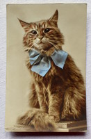 Antik  üdvözlő képeslap  cica fotója