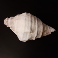 Lakás Dekoráció! Szép, nagy méretű kagyló, Indiái óceánba