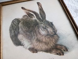 Old albrecht dürer bunny picture print frame 23x25.5Cm