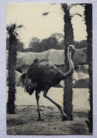 Antik üdvözlő fotó képeslap Strucc a Párizsi állatkertben