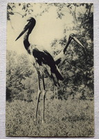 Antik üdvözlő fotó képeslap Jabiru pár a Párizsi állatkertben