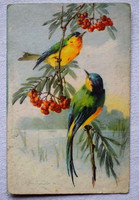 Antik Klein grafikus üdvözlő képeslap madarak