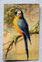 Régi Chatarina Klein üdvözlő képeslap papagáj