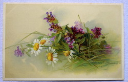 Antik Chatarina Klein üdvözlő litho képeslap mezei virágok
