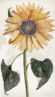 Johan teyler - sunflower - canvas reprint on blindfold