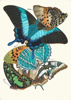 Emile séguy - butterflies 13. - Canvas reprint on blindfold