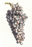 Johan teyler - bunch of grapes - canvas reprint on blindfold