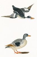 Johan teyler - ducks - canvas reprint on blindfold