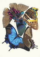 Emile séguy - butterflies 16. - Canvas reprint on blindfold