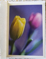 Képeslap borítékkal üdvözlőlap üdvözlőkártya levelezőlap postatiszta tulipán virág