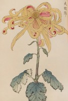 Hasegawa - Japanese Flower Wonders 11. - Canvas reprint blindfold