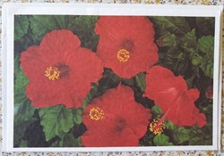 Képeslap borítékkal üdvözlőlap üdvözlőkártya levelezőlap postatiszta virág hibiszkusz