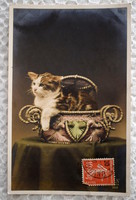 Antik üdvözlő fotó képeslap cica kosárban