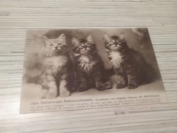 Antik képeslap. Cicák.