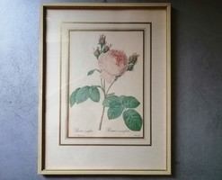 P J Redouté keretezett művészeti nyomat, Provence-i rózsa