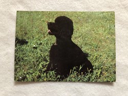 Állatos, kutyás képeslap  -   Uszkár