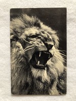 Antik, régi állatos képeslap - postatiszta