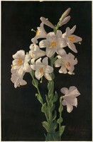 George lambdin - white lily - canvas reprint on blindfold
