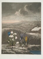 Robert Thornton - Hóvirágok - vászon reprint vakrámán