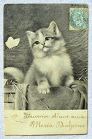 Antik  W Schwar grafikus üdvözlő képeslap kiscica lepkével