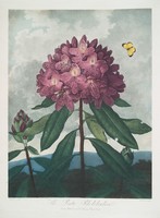 Robert thornton - rhododendron - canvas reprint on blindfold