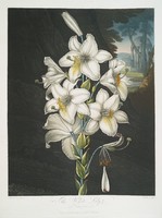 Robert thornton - white lily - canvas reprint on blindfold