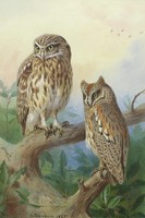 Thorburn - owls - canvas reprint on blindfold