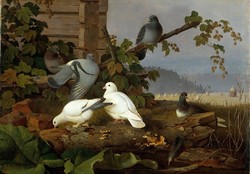 Von wright - pigeons - canvas reprint on scratch card
