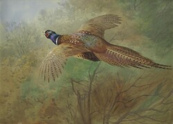 Thorburn - flying pheasant - canvas reprint on blindfold