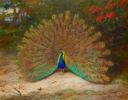 Thorburn - peacock with butterfly - canvas reprint blindfold