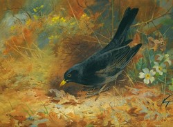 Thorburn - blackbird - canvas reprint on blindfold