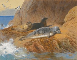 Thorburn - siesta of seals - canvas reprint on blindfold