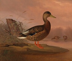 Von wright - mallard duck - canvas reprint on blindfold