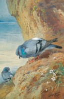 Thorburn - cliff pigeons - canvas reprint on blindfold