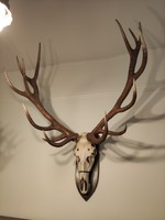Large deer antler trophy