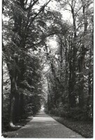 Képeslap 0058 Zirc Az arborétum hársfasora  postatiszta