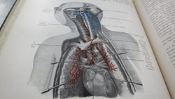 Lehrbuch der Topographischen Anatomie - antik anatómia könyv 677 illusztrációval
