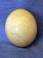 strucc tojás