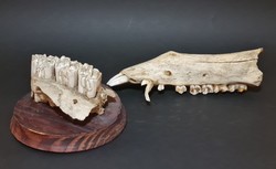 "Csak" fogak :) - régi biológiai/természettudományi oktatási eszköz